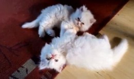 波斯猫二姐视频爆料在线观看,揭秘波斯猫二姐直播爆料的精彩瞬间