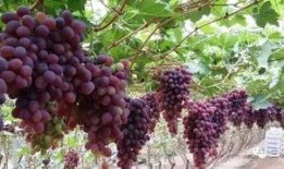 玫瑰葡萄爆料视频大全,揭秘幕后真相与精彩瞬间