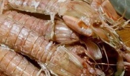 皮皮虾网红吃瓜视频大全,揭秘娱乐圈幕后故事