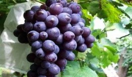 玫瑰葡萄爆料视频大全,揭秘幕后真相与精彩瞬间