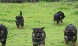 德国牧羊犬爆料视频,爆料视频背后的真实故事
