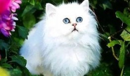 波斯猫二姐视频爆料在线观看,揭秘波斯猫二姐直播爆料的精彩瞬间