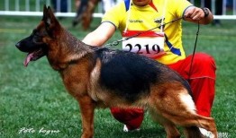 德国牧羊犬爆料视频,爆料视频背后的真实故事
