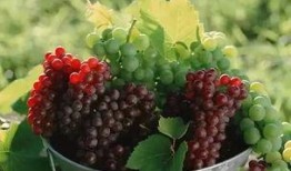 玫瑰葡萄爆料视频大全,揭秘幕后真相与精彩瞬间