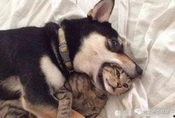 二狗爆料内容整理视频,视频内容深度解析