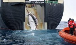 捕鲸电影在线观看