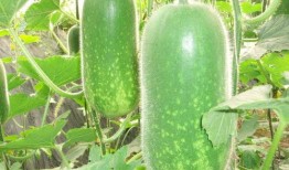 四川网红前十名吃瓜,揭秘前十名网红的幕后故事