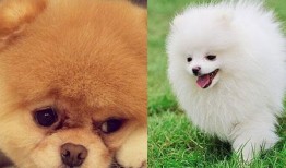 博美爆料新闻视频播放,新闻视频幕后播放真相大曝光