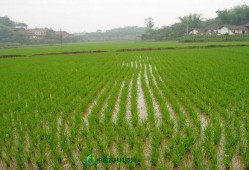 杂交水稻爆料视频,视频爆料背后的科技奇迹