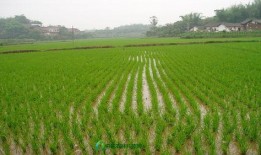 杂交水稻爆料视频,视频爆料背后的科技奇迹