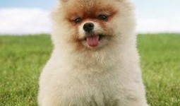 博美爆料新闻视频播放,新闻视频幕后播放真相大曝光