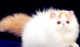 波斯猫二姐视频爆料在线观看,揭秘波斯猫二姐直播爆料的精彩瞬间