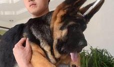 德国牧羊犬爆料视频,爆料视频背后的真实故事